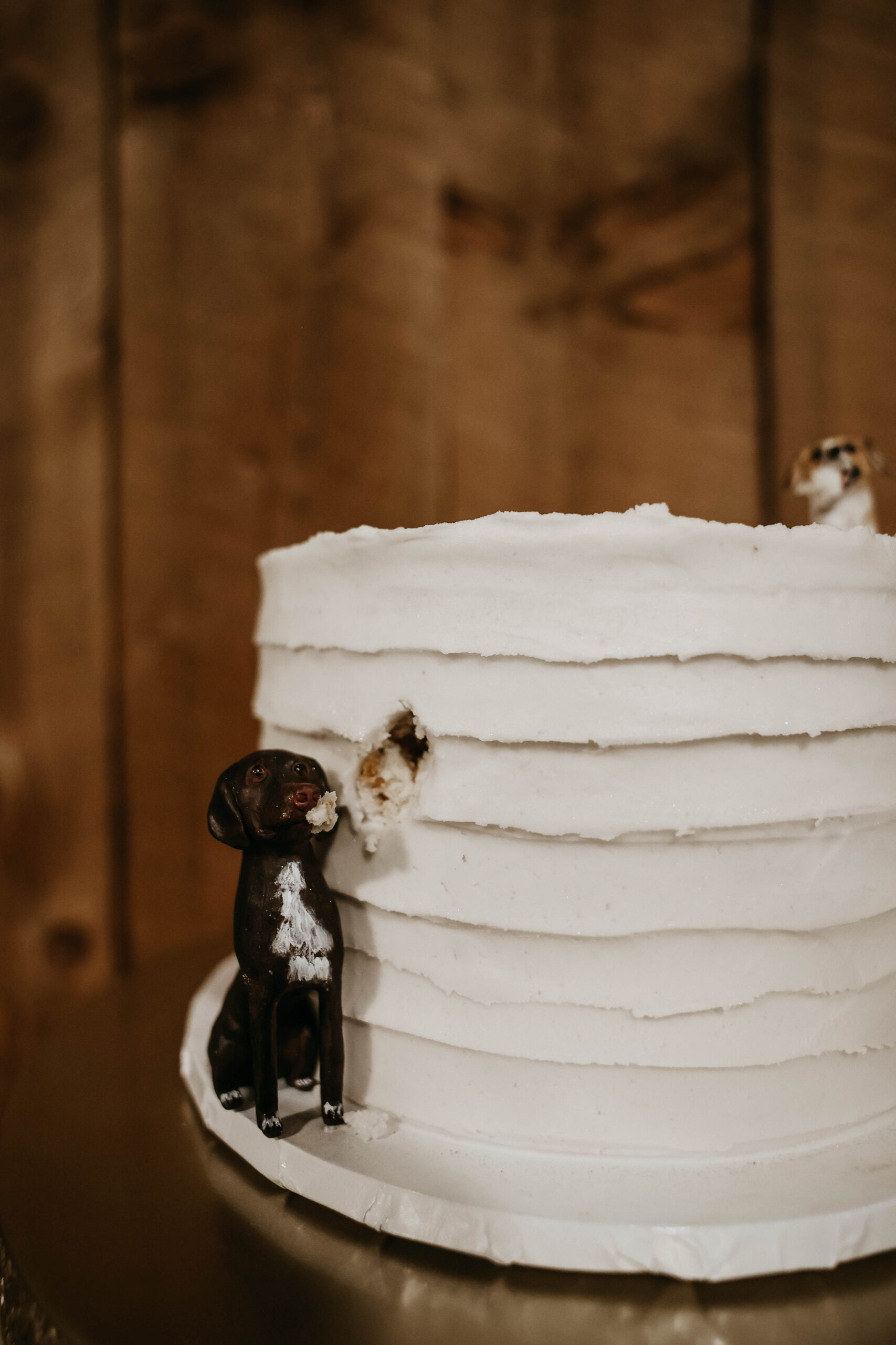 wedding cake with a fake dog on it taking a bite at Spruce Mountain Ranch Wedding 