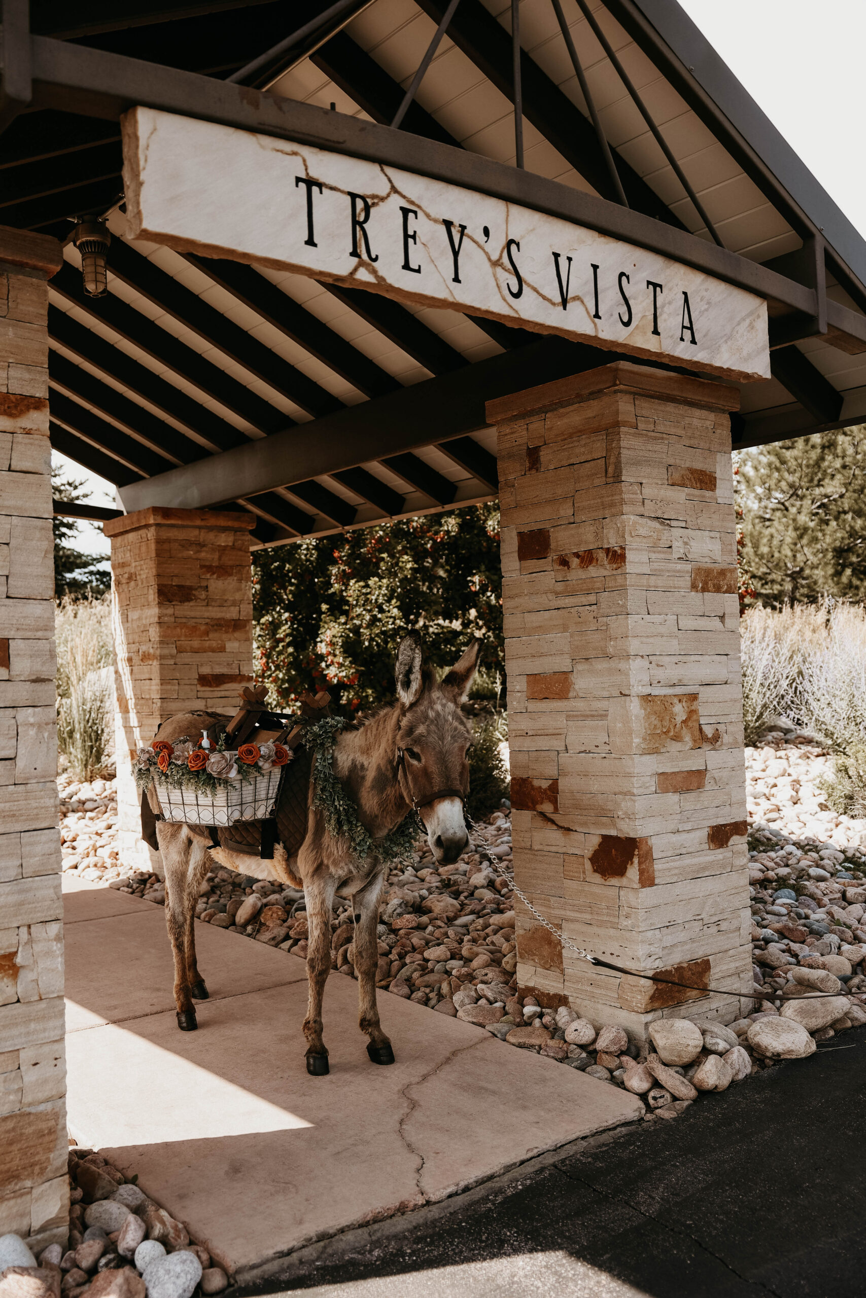 donkey at the wedding entrance 