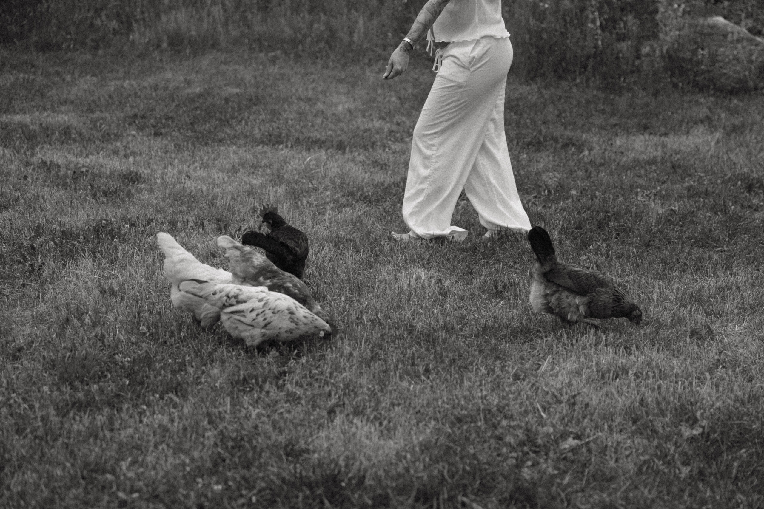 a pregnant woman feeding her chickens during her Denver Maternity Photography session 