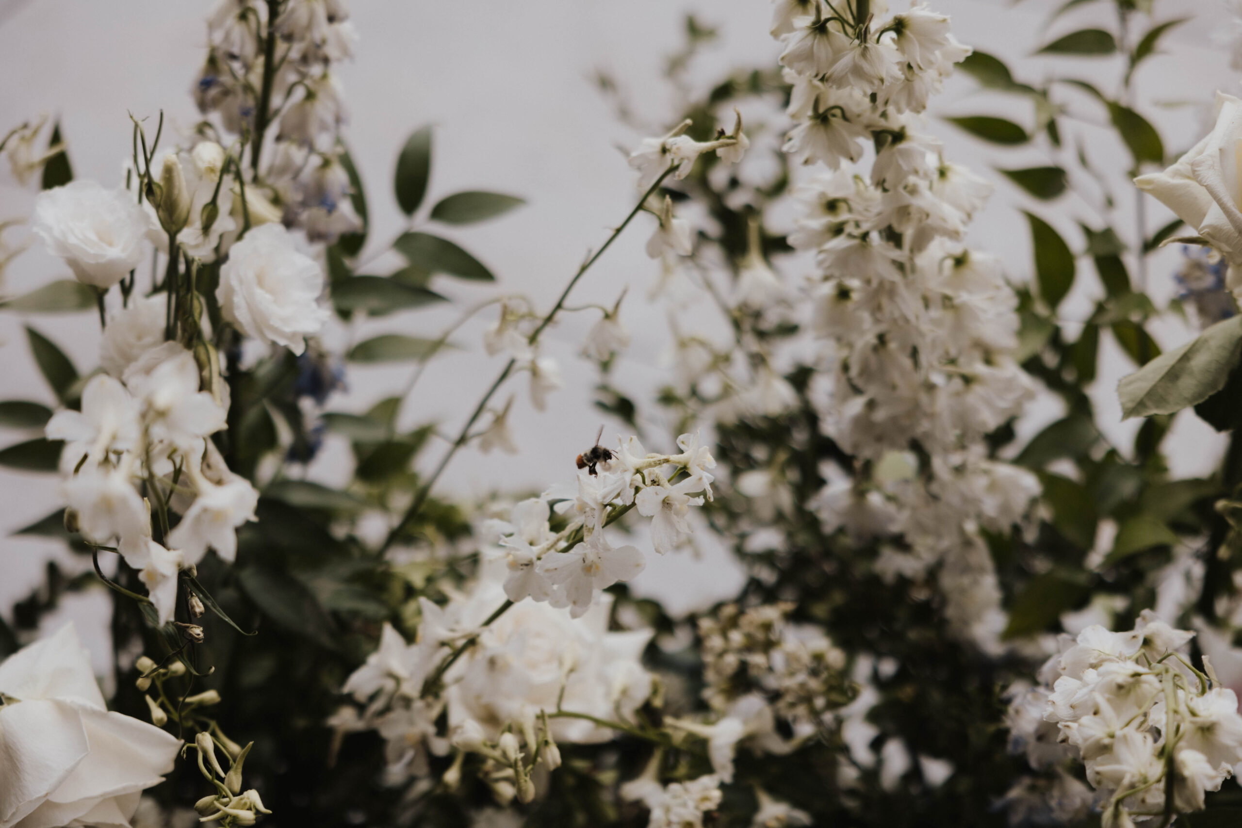 a bee on a flower during the Colorado micro wedding