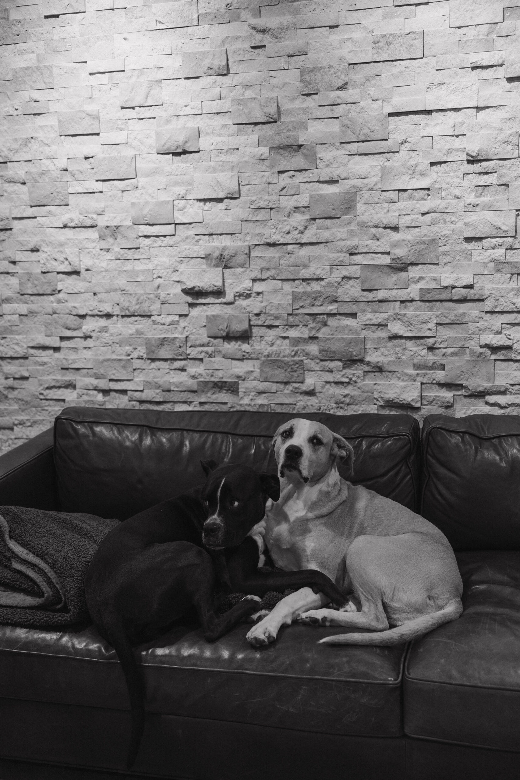 bride and groom's dogs sitting on a couch 