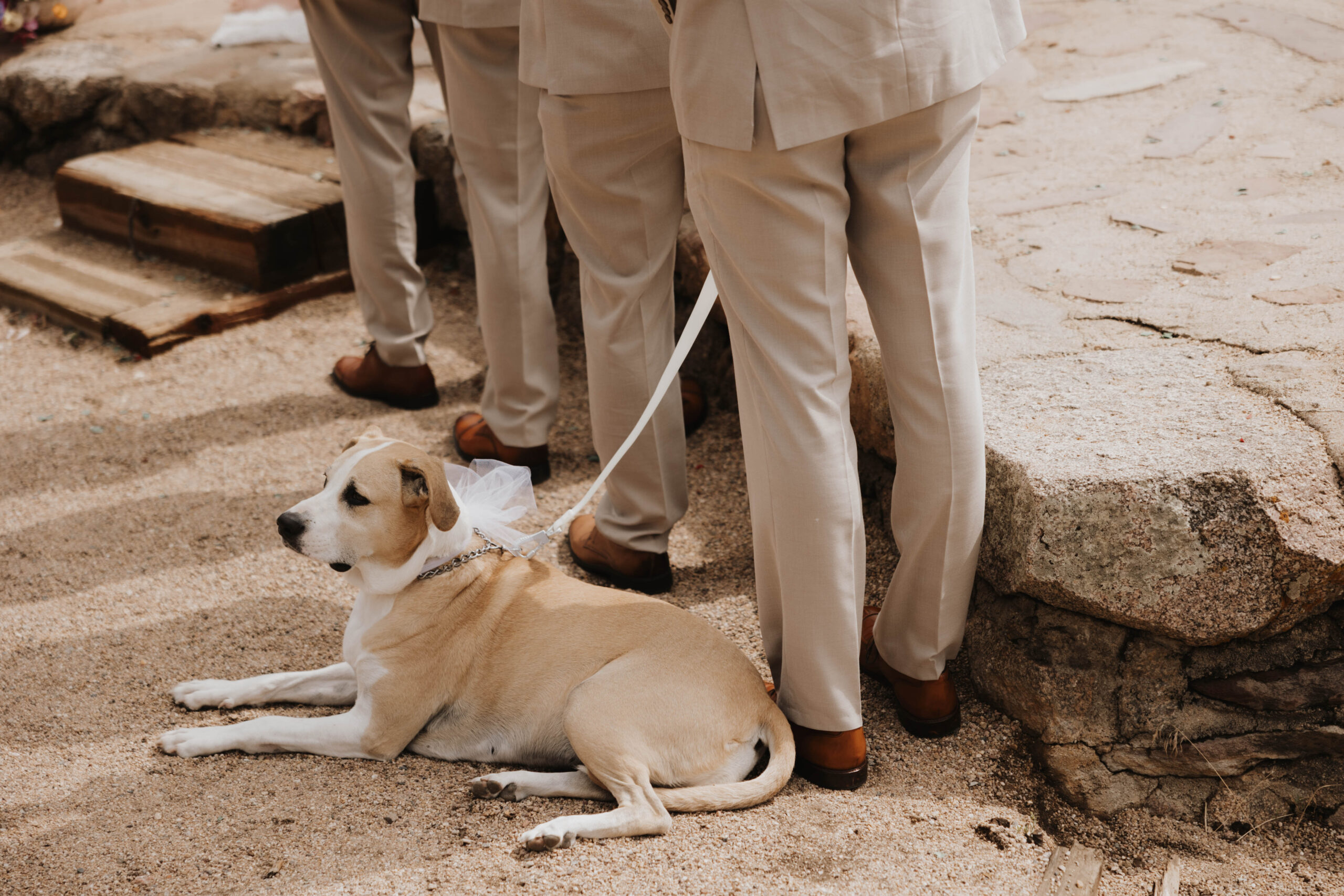 dog at the Boulder Colorado wedding ceremony 