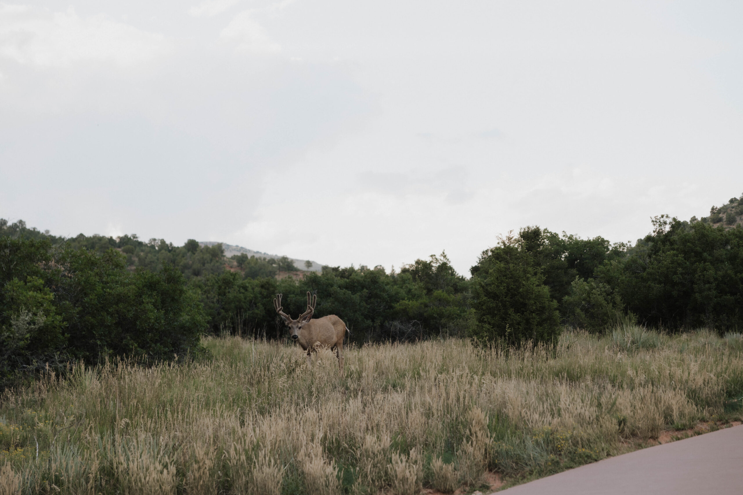 a wild animal at garden of the gods